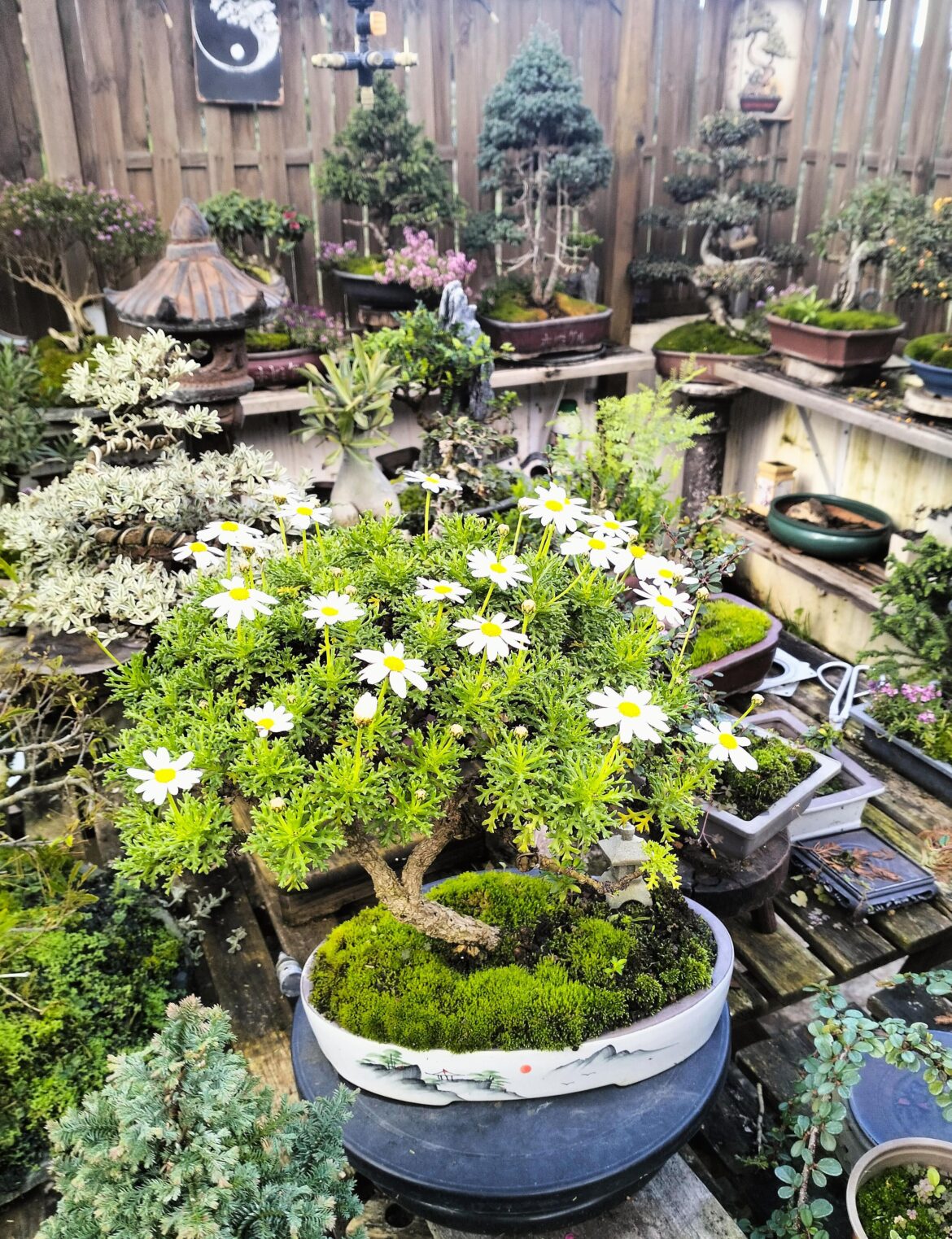 Blooming in winter.....