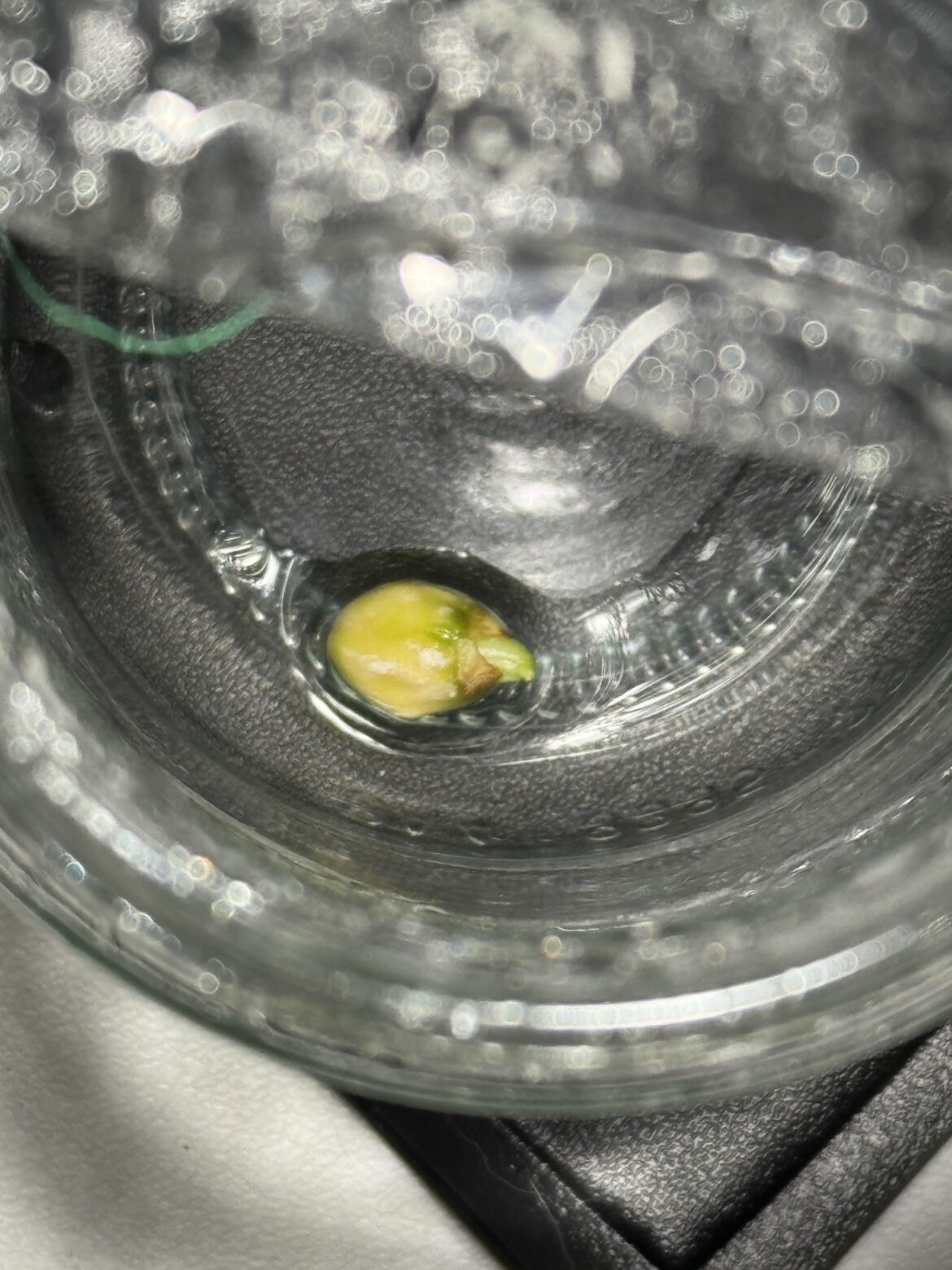 Baby Frideck Variegata