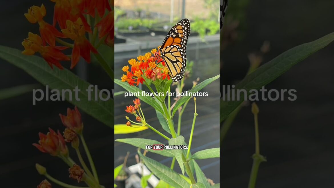 Organic Gardening Tips That WORK!