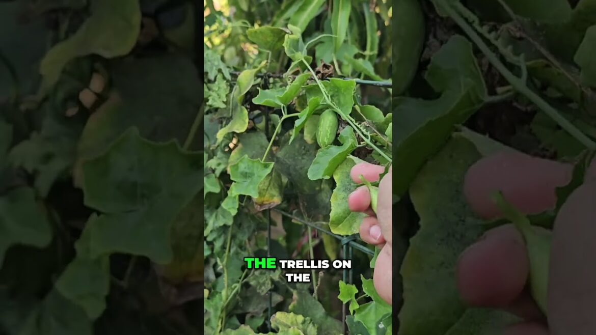 Ivy Gourd Harvest (Tiny Fruits, Big Yield!) #shorts