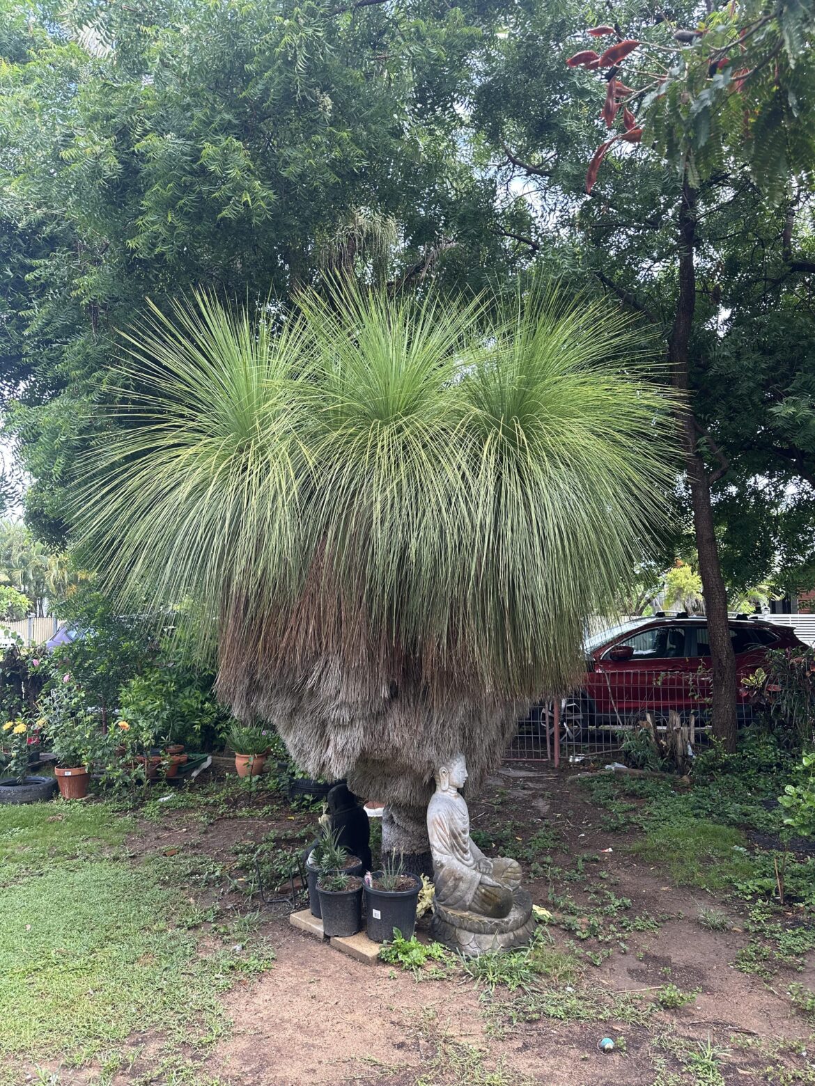 My grass tree