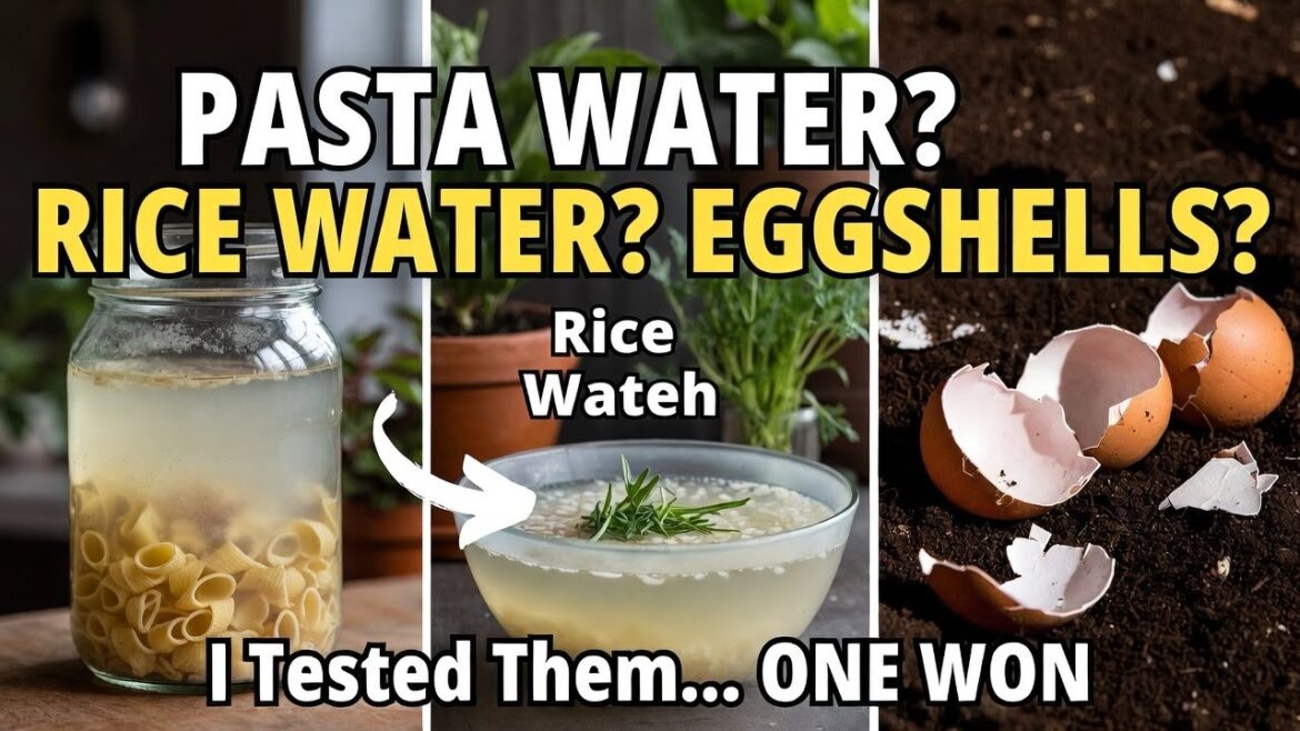 Why Pasta Water, Rice Water, and Eggshells Don’t Work the Way You Think (I Tested Them) Why Pasta Water, Rice Water, and Eggshells Don’t Work the Way You Think (I Tested Them)