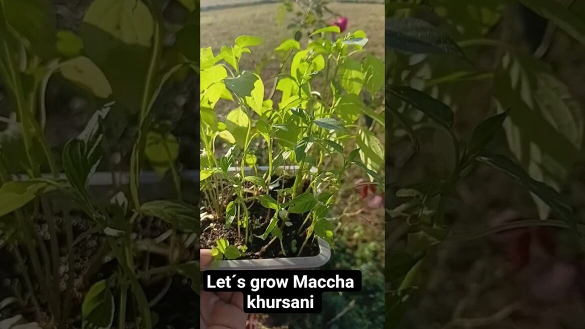 माछा खुर्सानी कसरी खेती गर्ने ???🤔🤔🤔🤔 हेरम हैइ #shortsviral #channel #chilli #gardeningideas माछा खुर्सानी कसरी खेती गर्ने ???🤔🤔🤔🤔 हेरम हैइ #shortsviral #channel #chilli #gardeningideas