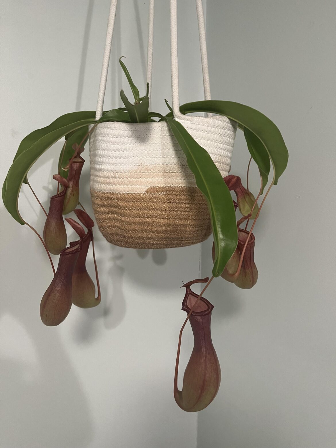 This is the most interesting looking plant I have ever been gifted