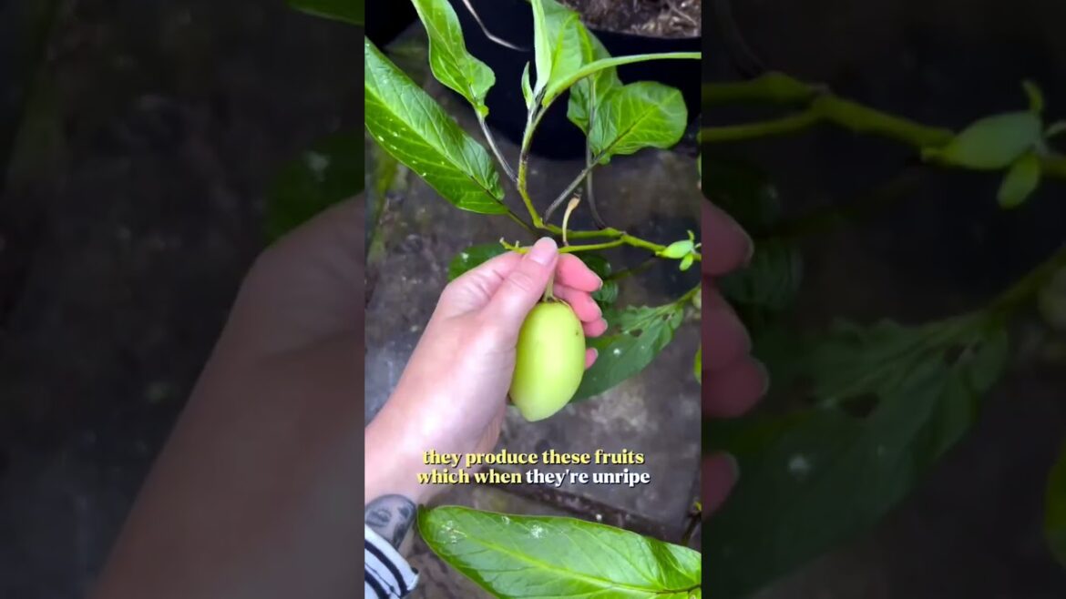 Three unusual vegetables you can grow in your garden that you can’t buy at the supermarket 💚#garden