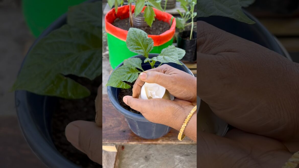 Capsicum plant care tips using eggs shell as compost #capsicum #gardening #farming #garden