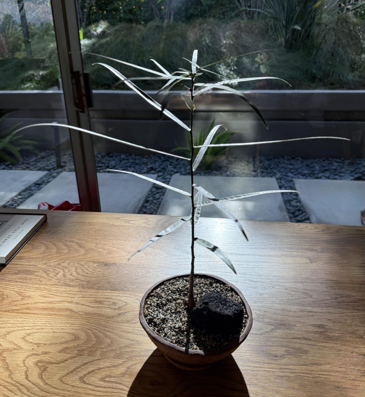 Smitten with Brachychiton rupestris Smitten with Brachychiton rupestris