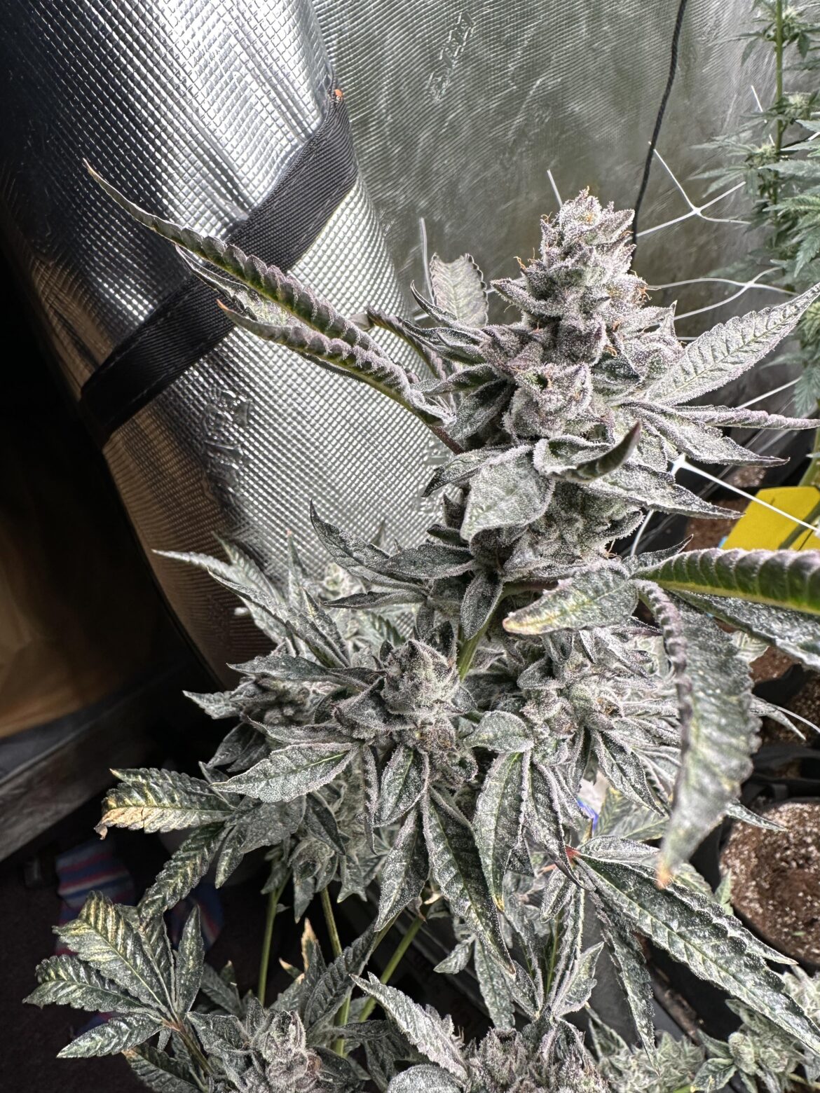 E85 DoggyBagg in Aqua Flakes with Cocoa Perlite mix