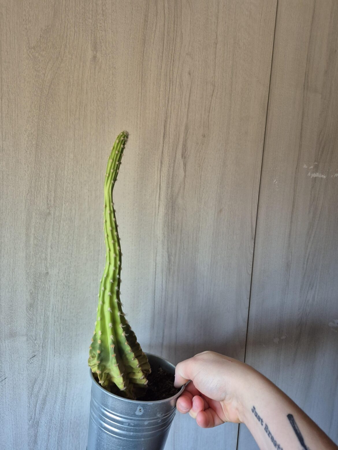May i present