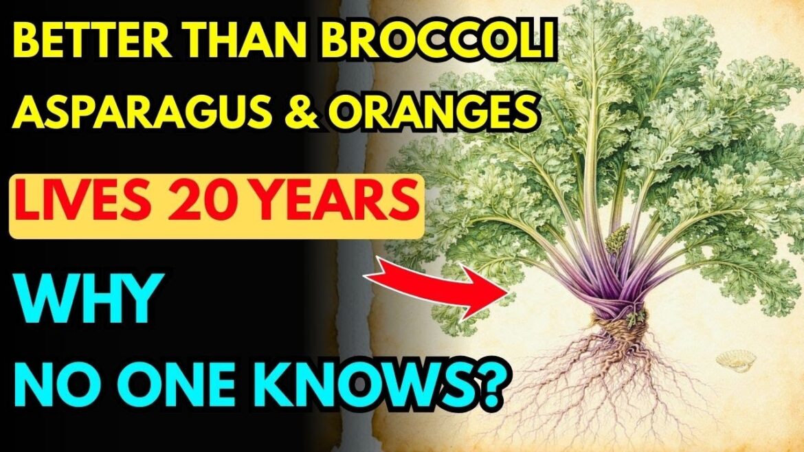 Better Than Asparagus, Broccoli, And Oranges Combined. Grows For 20 Years. Yet Few Americans Know It Better Than Asparagus, Broccoli, And Oranges Combined. Grows For 20 Years. Yet Few Americans Know It
