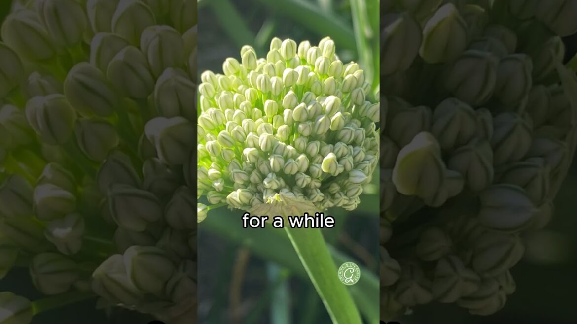 Save seeds from Bolted Onions