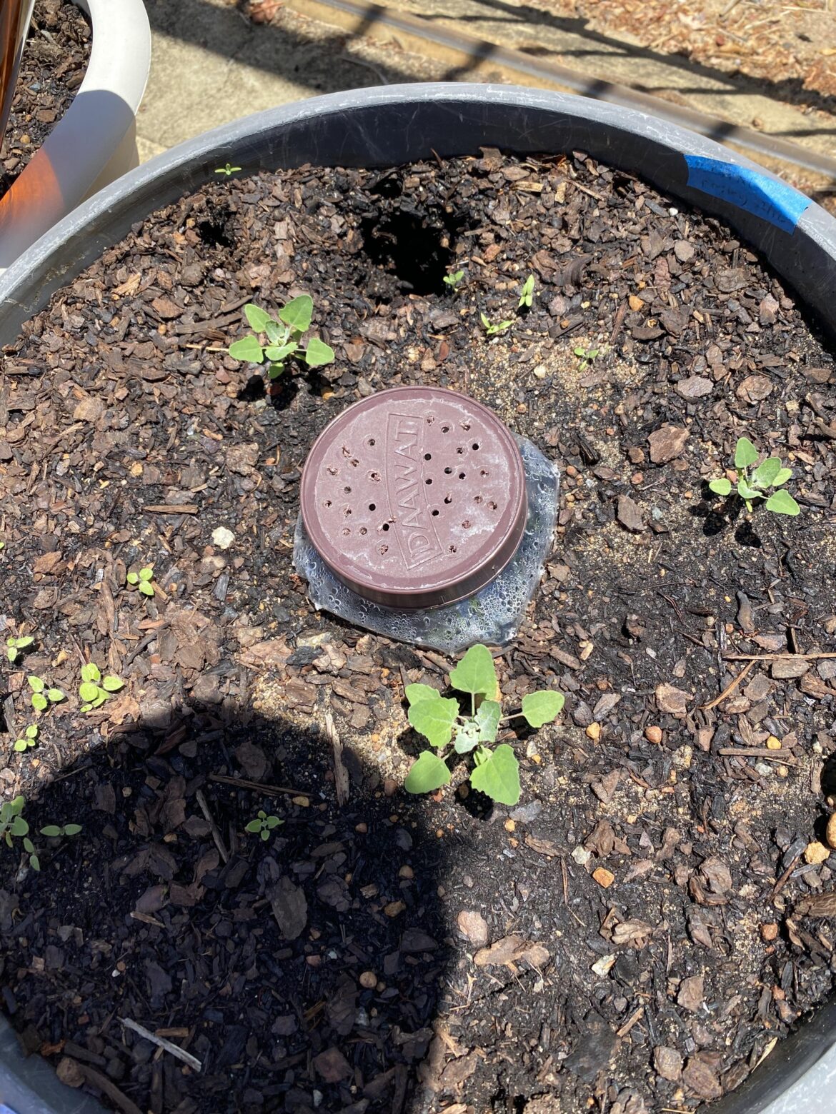 IDing plant - cape gooseberry maybe?