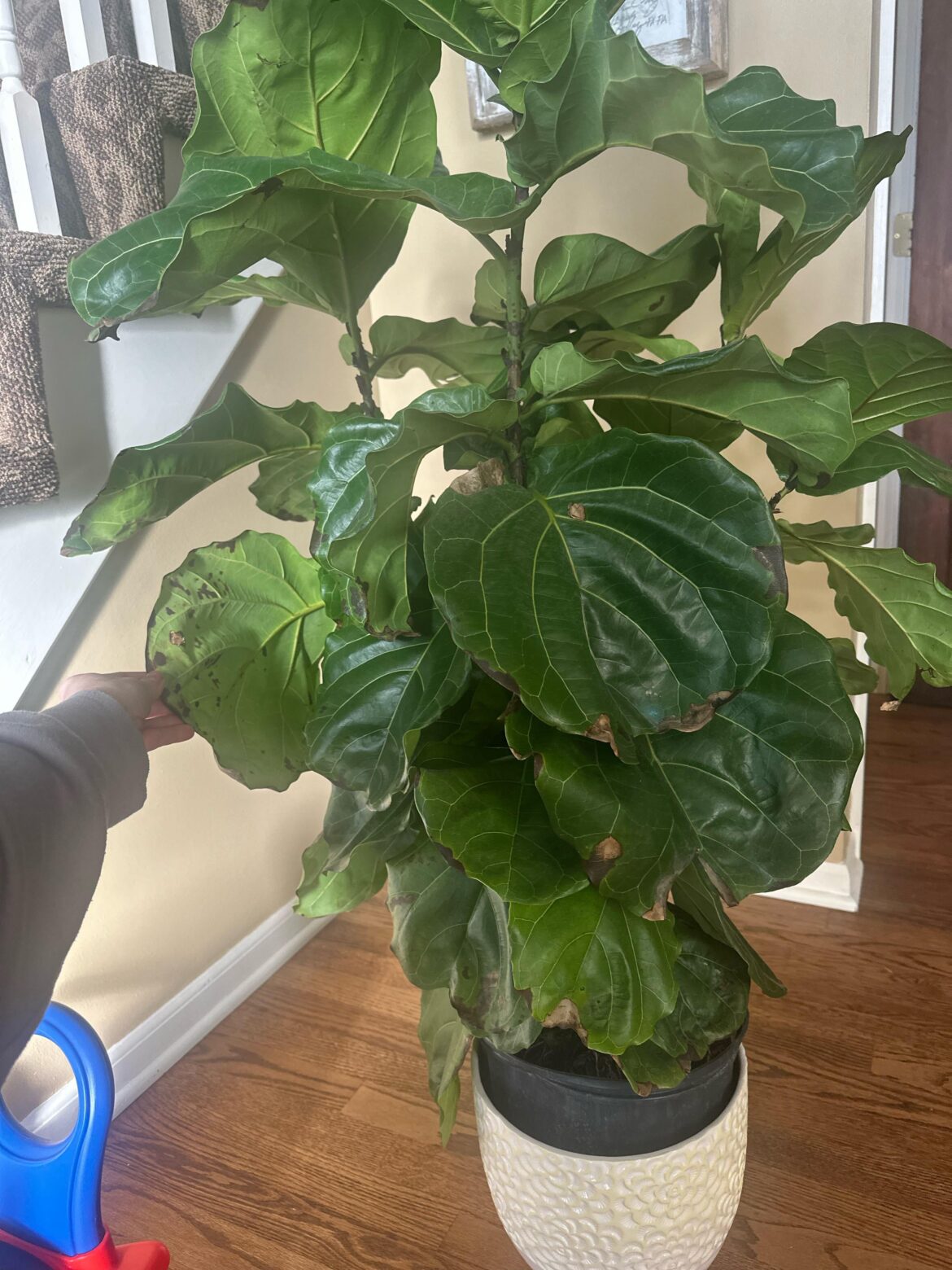 Brown spotting what’s going on