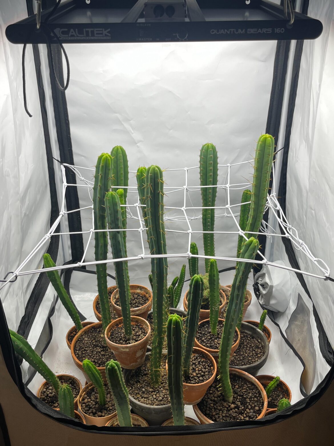 Should I cut and replant or wait another year