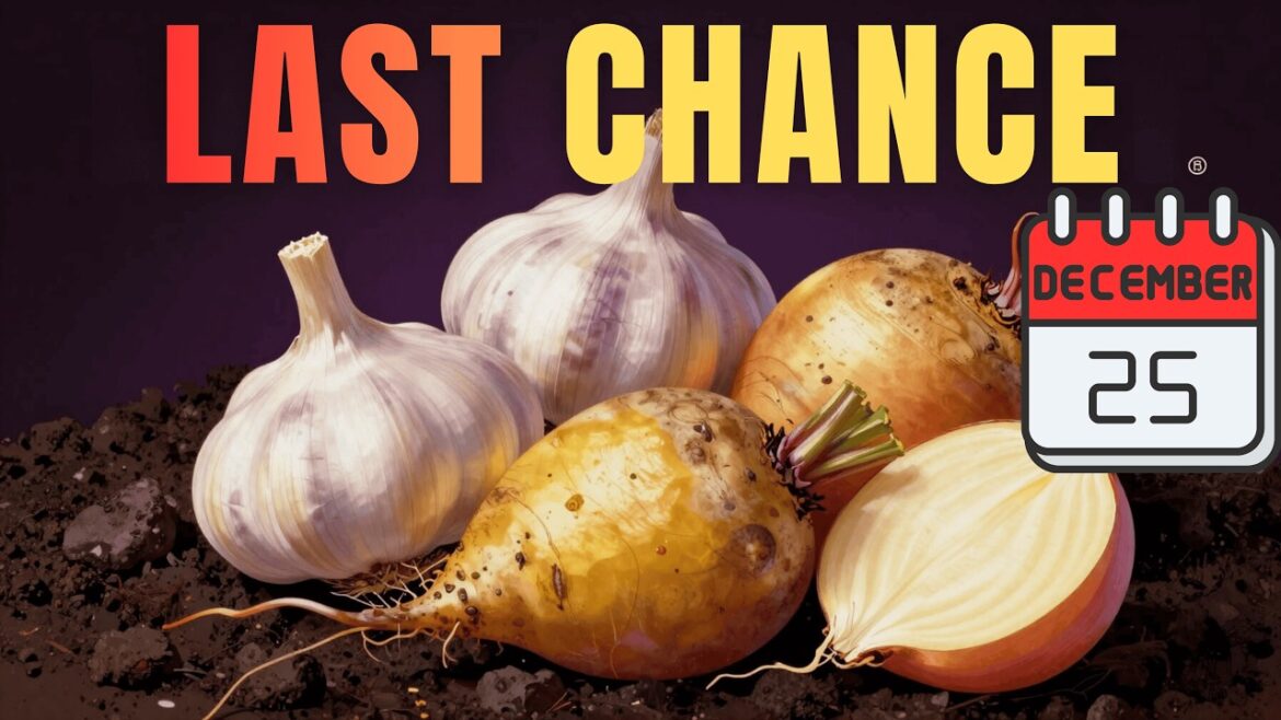 You Must Plant These 5 Vegetables in December | Container Gardening