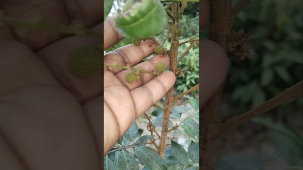 Amazing fruit setting longgon #shortvideo #farming #viral