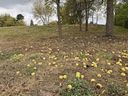Walnut husks are shown on a rural property in Sarnia in fall 2025. (John DeGroot photo)
