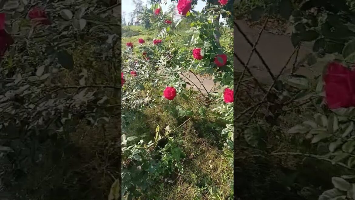 The beauty of roses 🌹🌹🌹🌹 #shortsviral #garden #gardeningideas #roseplants