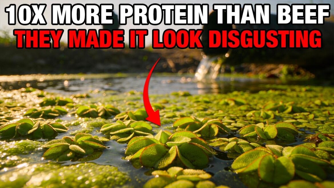 The Fastest Growing Food on Earth: Why is the World’s Most Efficient Protein Labeled a Weed?