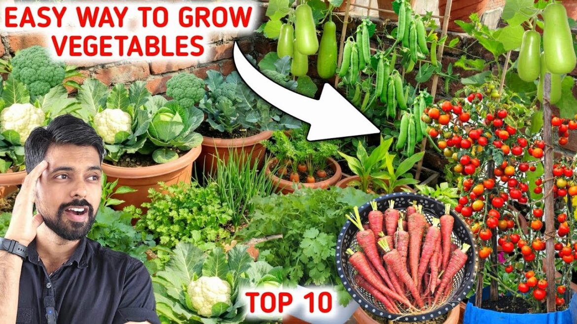 10 Vegetables you can grow at home | Grow Winter Vegetables 10 Vegetables you can grow at home | Grow Winter Vegetables