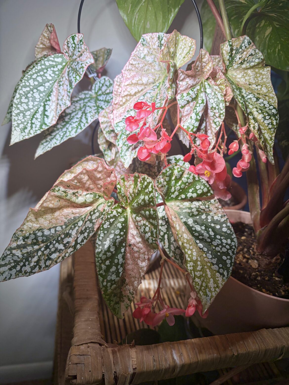 Pictures don’t eve do her justice