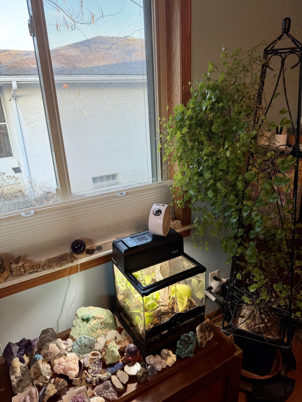 Dioscorea elephantipes