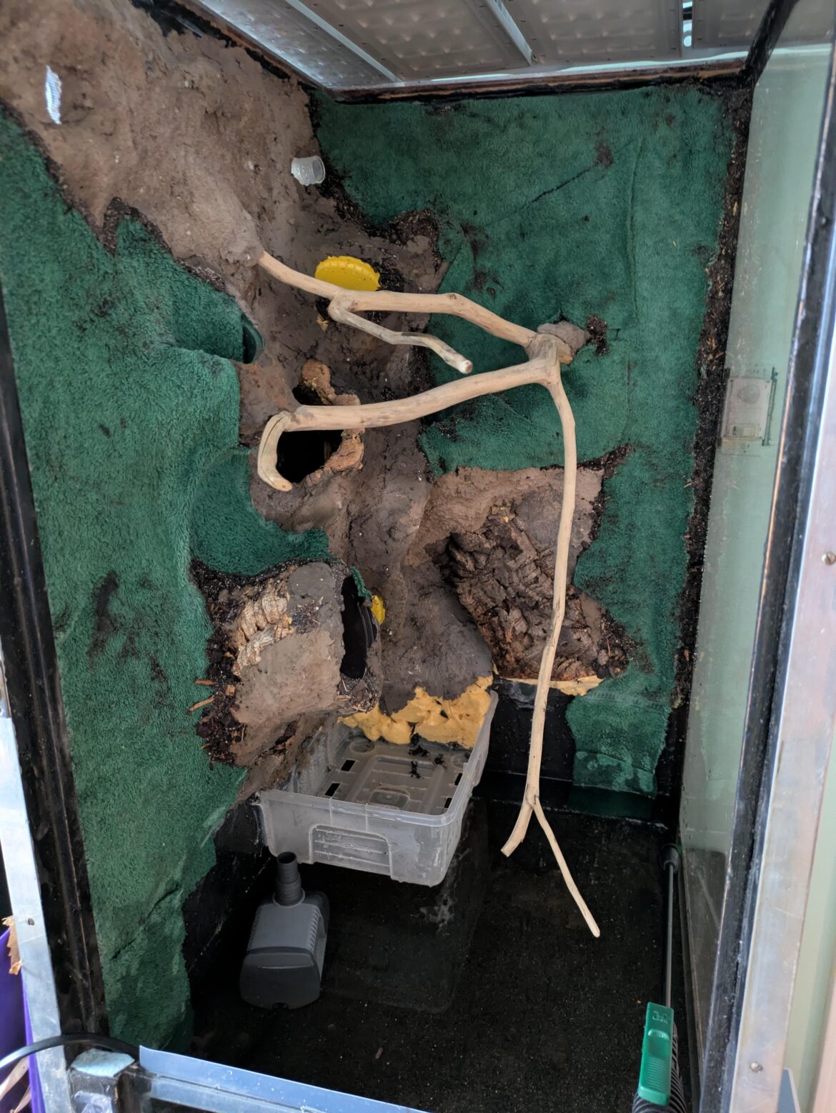 Looking for suggestions for a fern dominant central American viv!