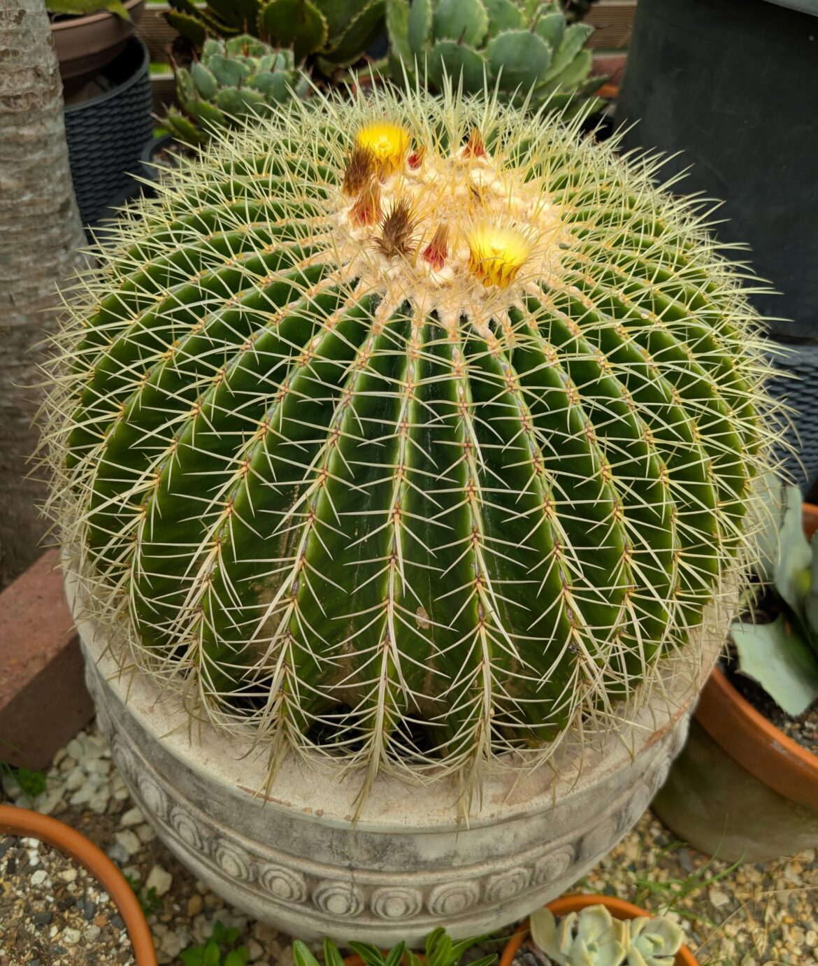 Golden Barrel bloom