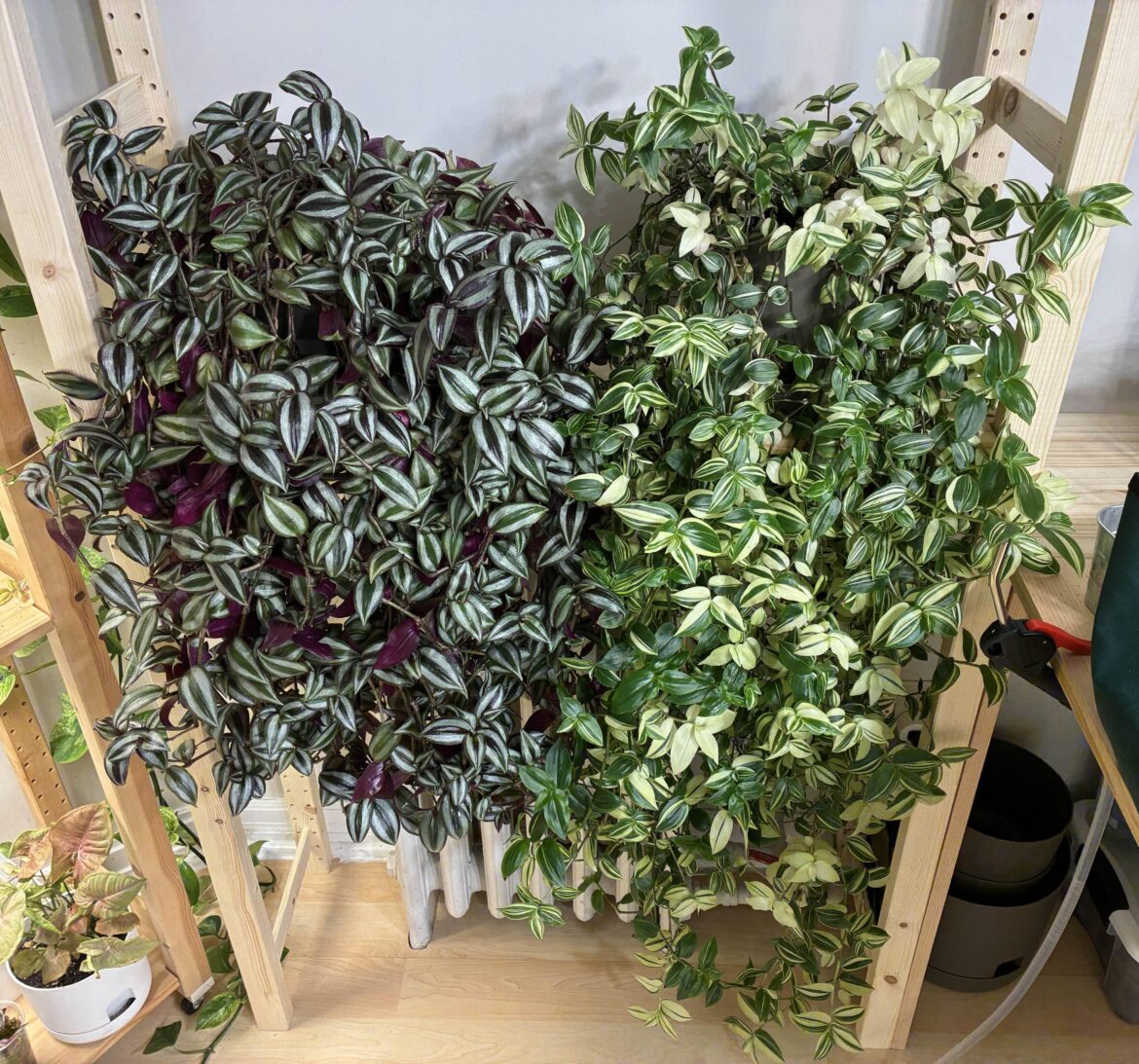 Tradescantia pruning and propagation advice