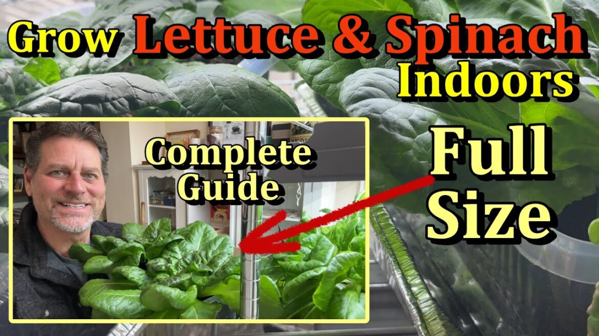 How to Grow Lettuce, Spinach, & Greens Indoors (A Complete Growing Guide)