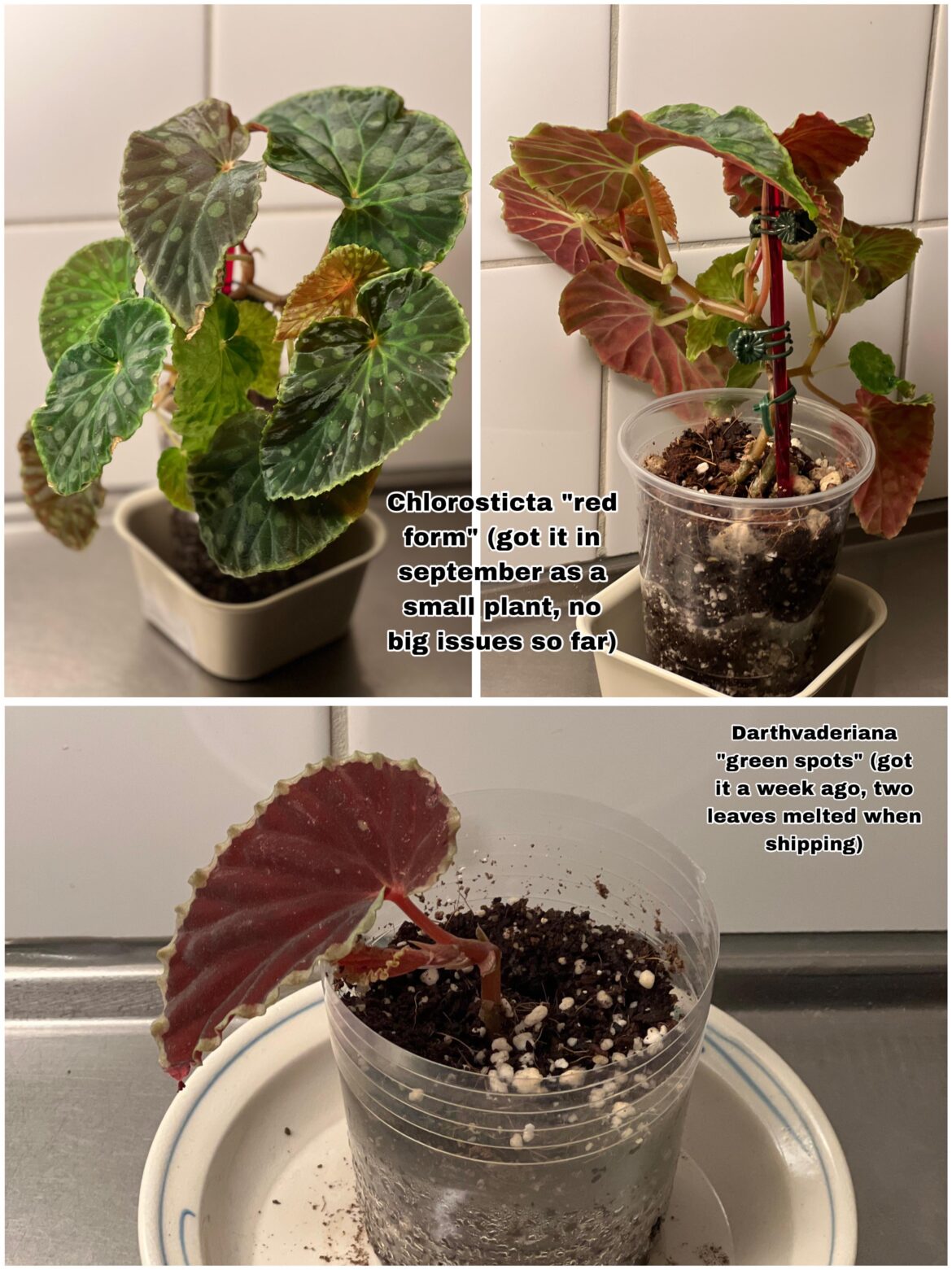 I’m a beginner. Do you guys have any tips on chlorosticta and darth hybrid care? I’m a beginner. Do you guys have any tips on chlorosticta and darth hybrid care?