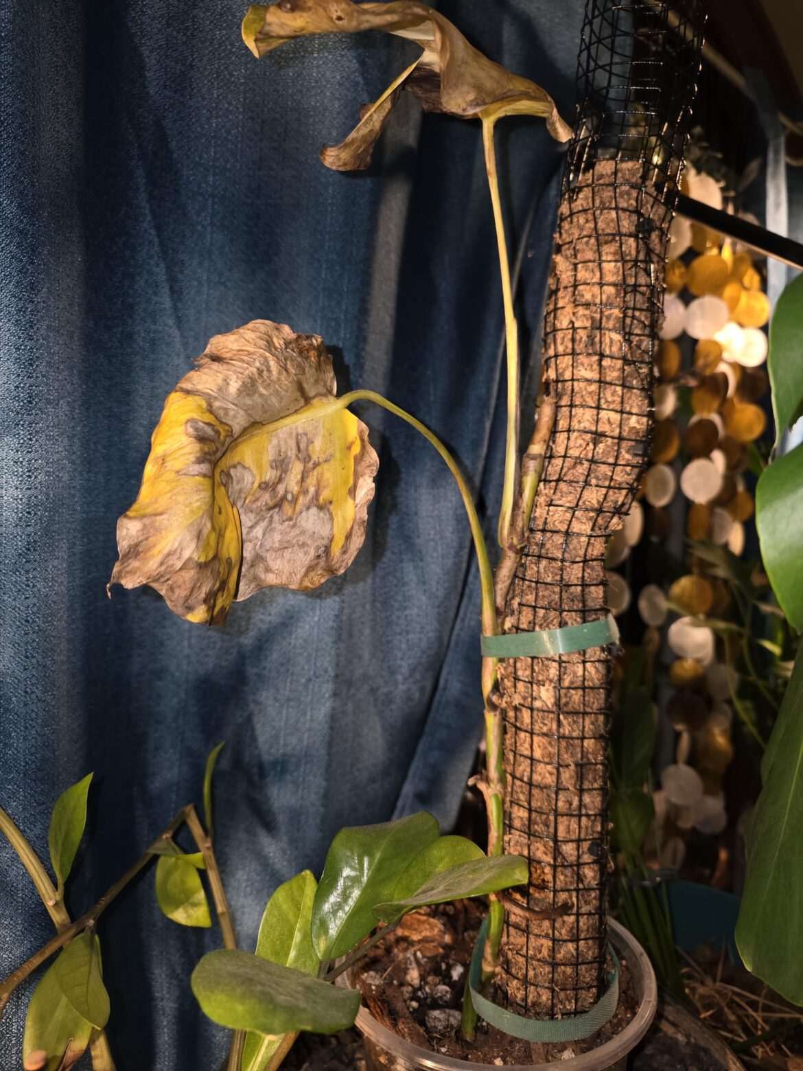 What's wrong with my albo