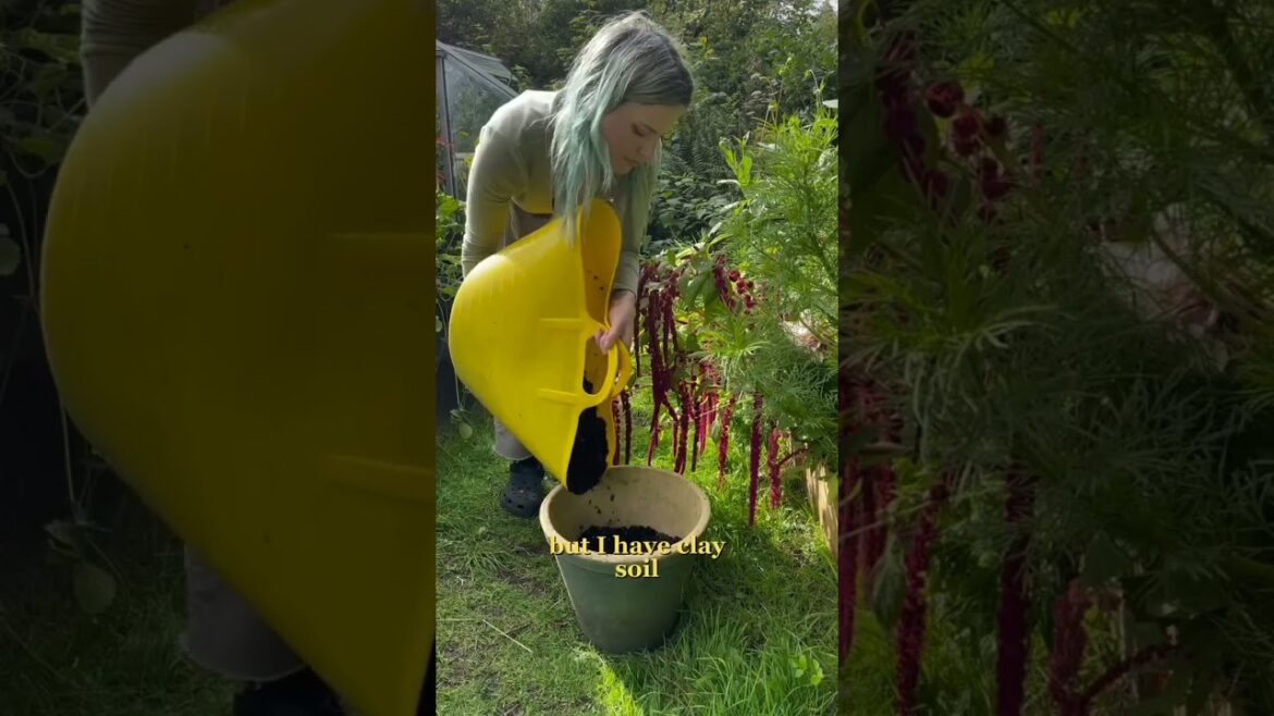 Grow your own saffron đ§Ą The worldâs most expensive spice, worth its weight in gold#garden #diy #home Grow your own saffron đ§Ą The worldâs most expensive spice, worth its weight in gold#garden #diy #home