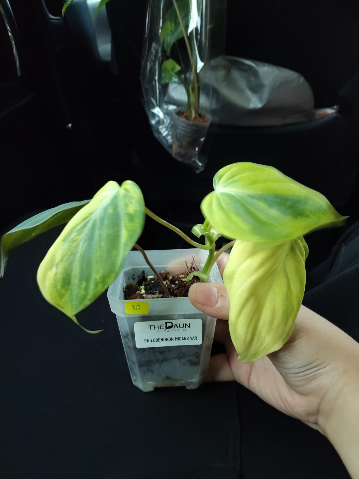 Philodendron Micans variegated from a plant fair
