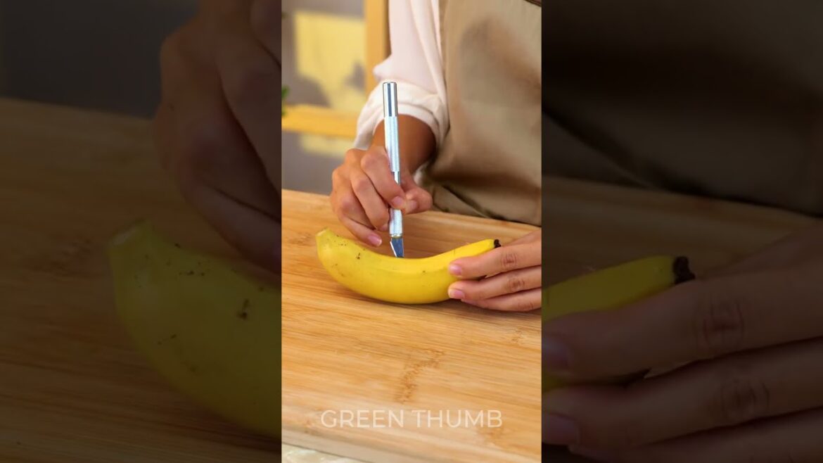 Winter Proof Your Garden: Creative Solutions for Year-Round Greenery ❄️