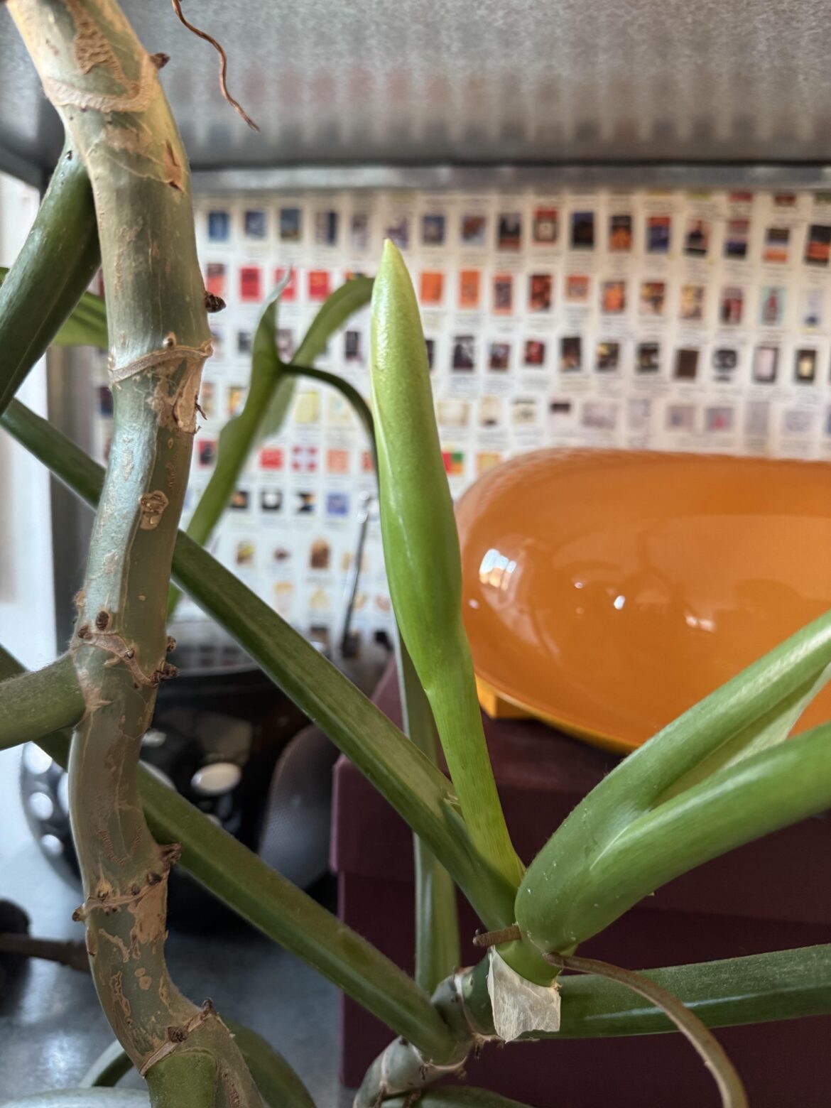 What is my Silver Sword growing?