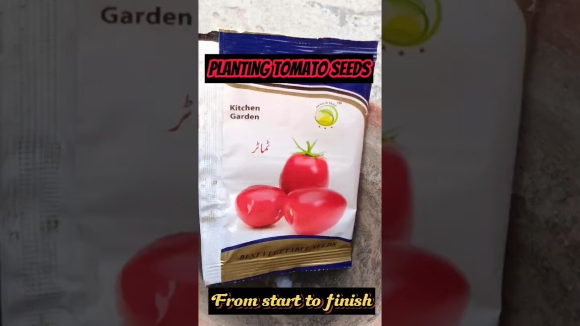Planting tomato seeds 🍅 #kitchengarden #tomato #gardening #seeds #viralvideo