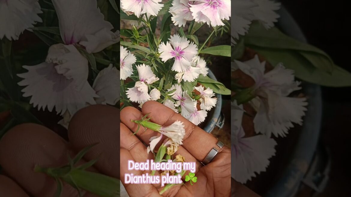 DIANTHUS DEAD HEADING 💮 #dianthus #dianthusplant #flower #flowercare #viral #trending #garden #plant DIANTHUS DEAD HEADING 💮 #dianthus #dianthusplant #flower #flowercare #viral #trending #garden #plant