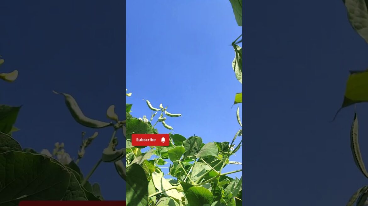 organic semfali #shorts #short #youtubeshorts #viral #viralvideo #trending 🔥🔥#gardening #organic organic semfali #shorts #short #youtubeshorts #viral #viralvideo #trending 🔥🔥#gardening #organic