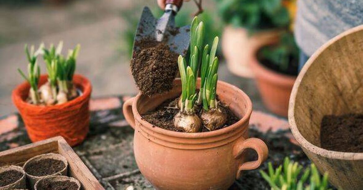 Gardeners urged to do one job now to ensure spring flowers bloom as ‘it’s not too late’ Daily Mirror