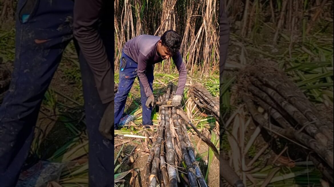 Smart Technology for Fast Sugarcane Bundling #shorts Smart Technology for Fast Sugarcane Bundling #shorts