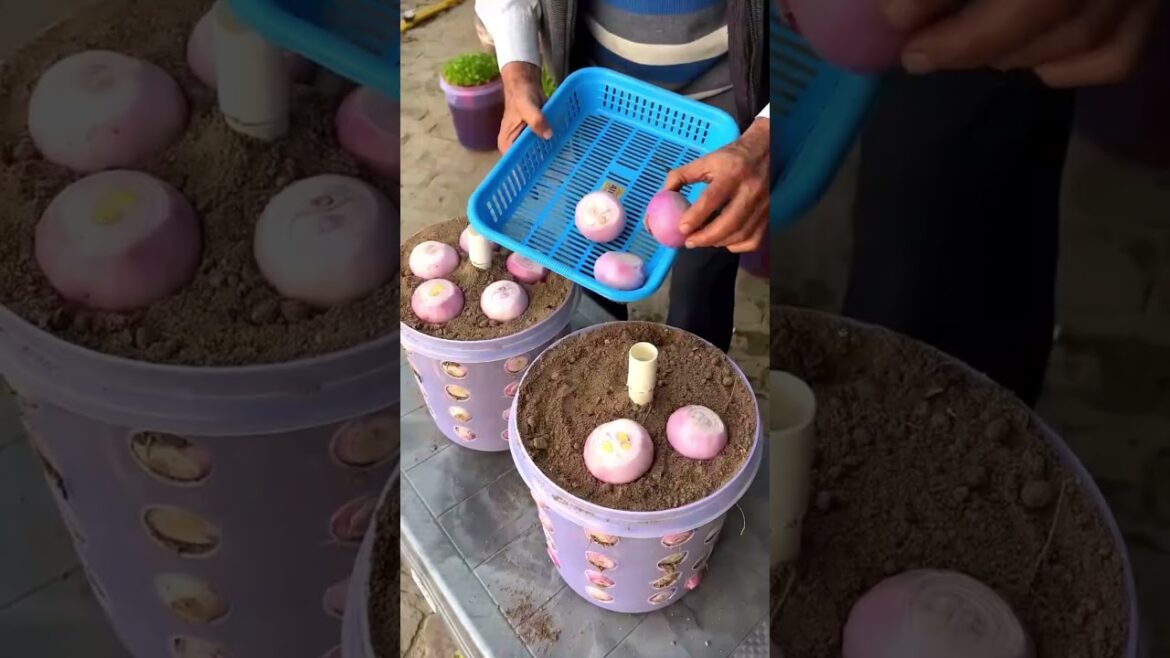 Clever Vertical Onion Gardening in Plastic Baskets! 🧅✨ Clever Vertical Onion Gardening in Plastic Baskets! 🧅✨