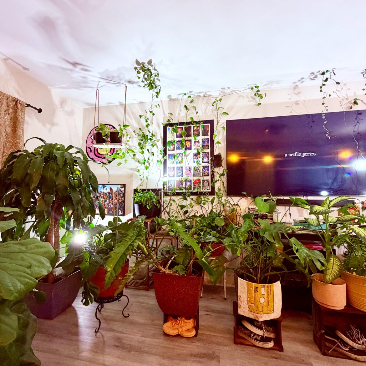 Good morning plant family