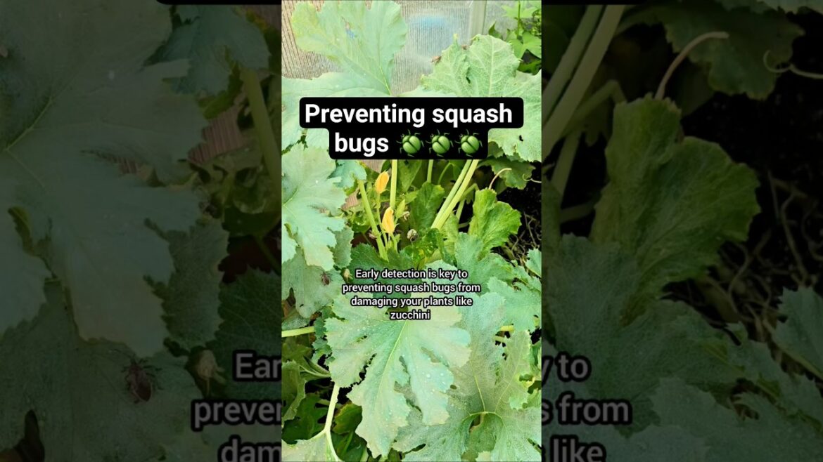 Preventing squash bugs #gardentips #pests #backyardgarden