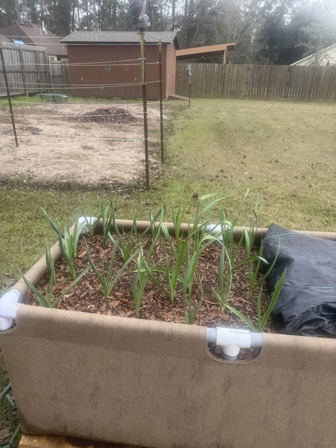Garlic Sprouted
