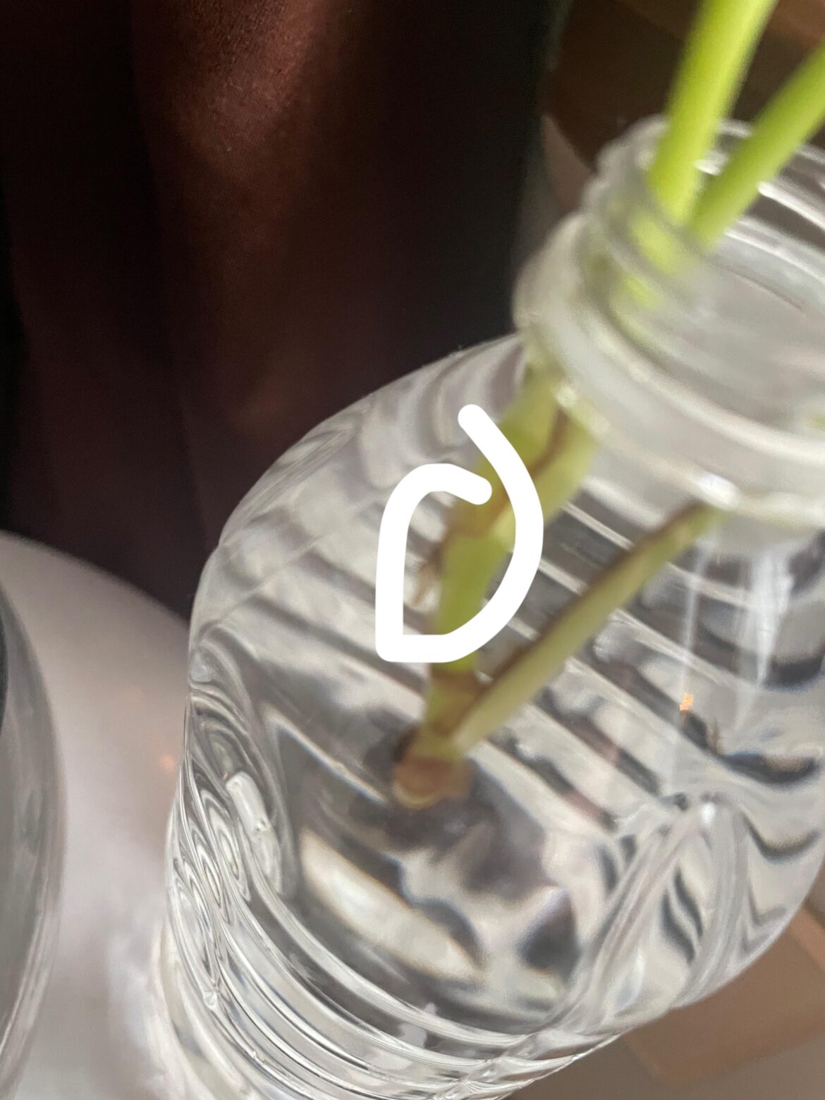 My pothos is rooting!!!