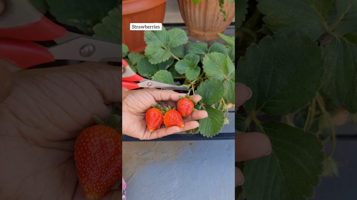 Fruit Harvest from My Terrace Garden🥰 #terracegarden #fruit #shorts
