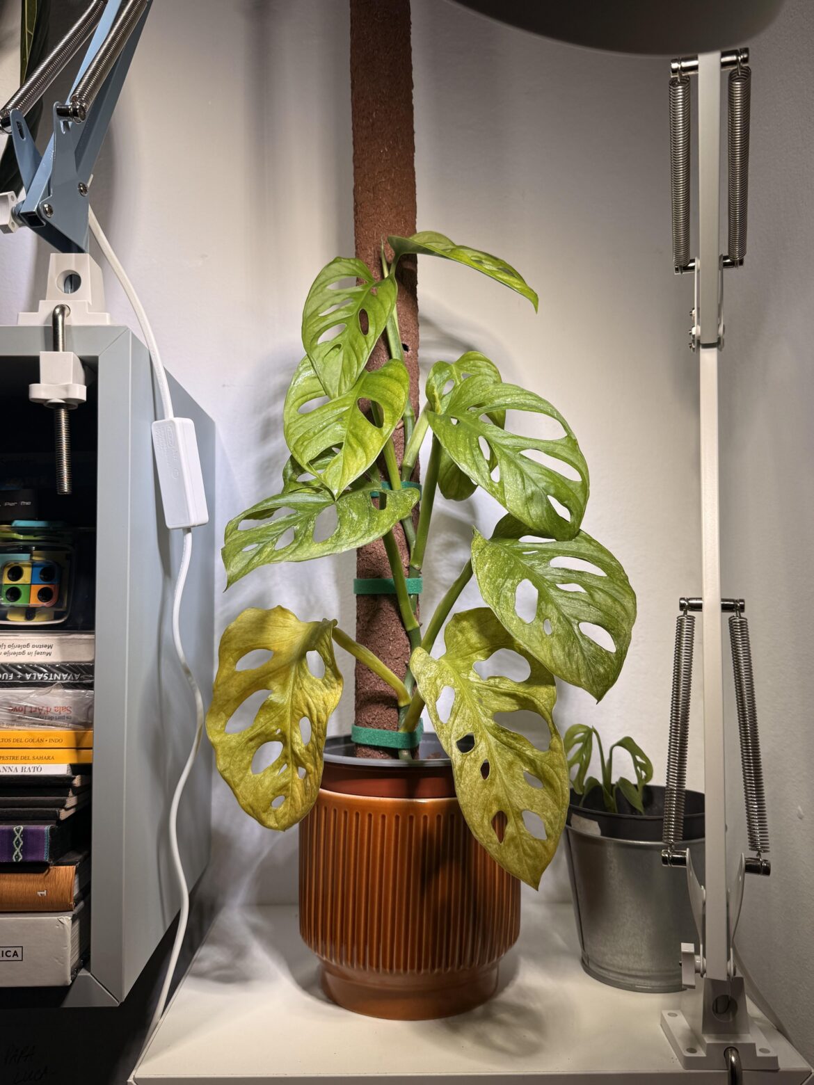 Monstera Adansonii leaves are turning yelllow