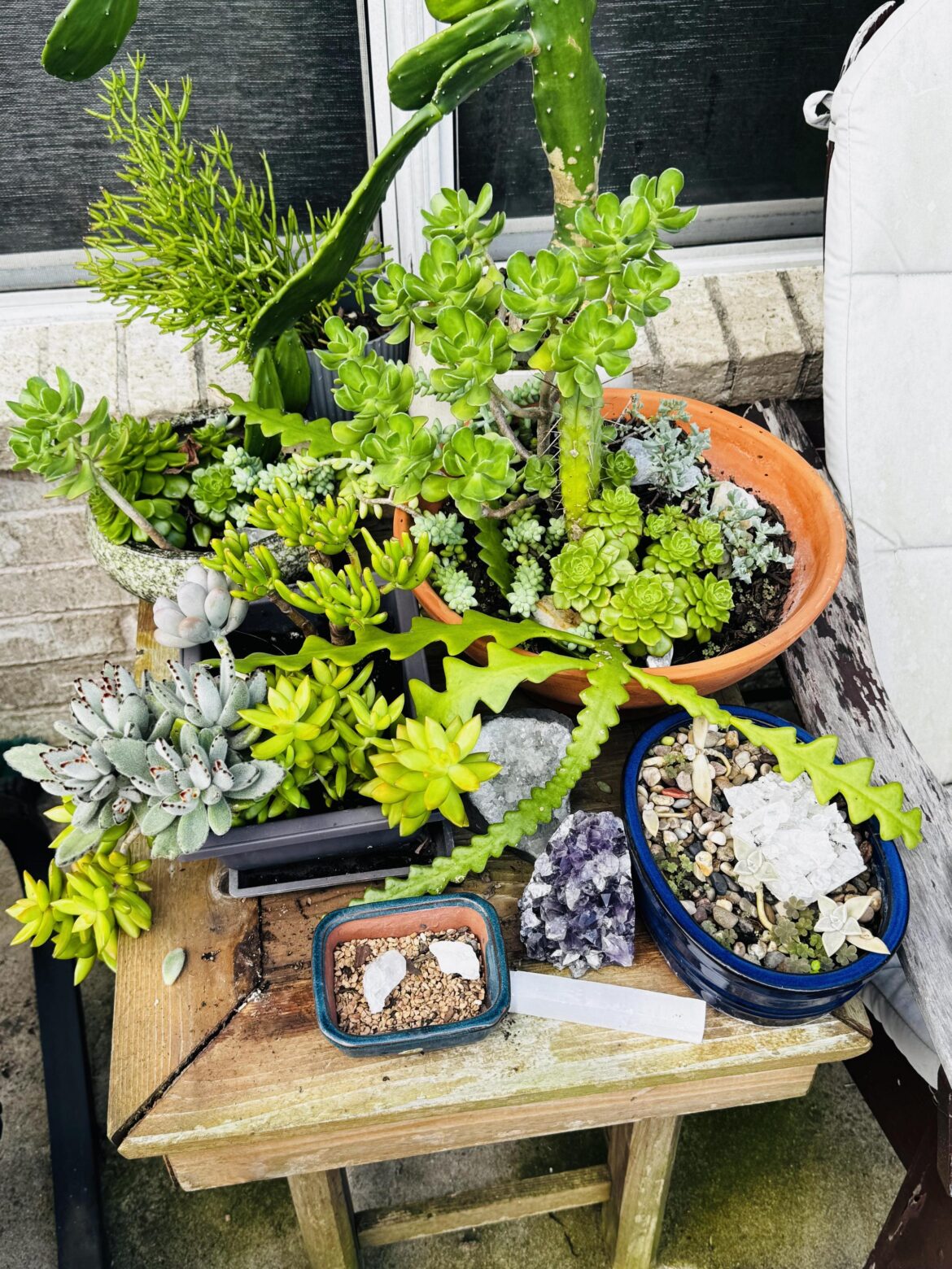 My succulents! They thrive on neglect.