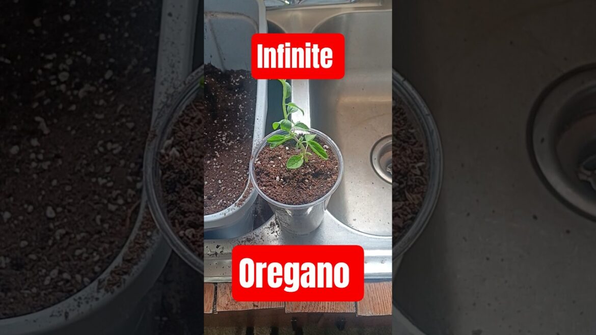 Turn Kitchen Scraps Into ENDLESS Oregano Supply!